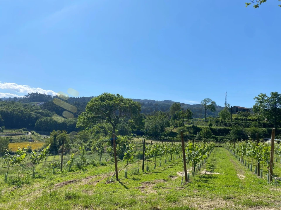 Quinta para Venda em Paço de Sousa Foto 32