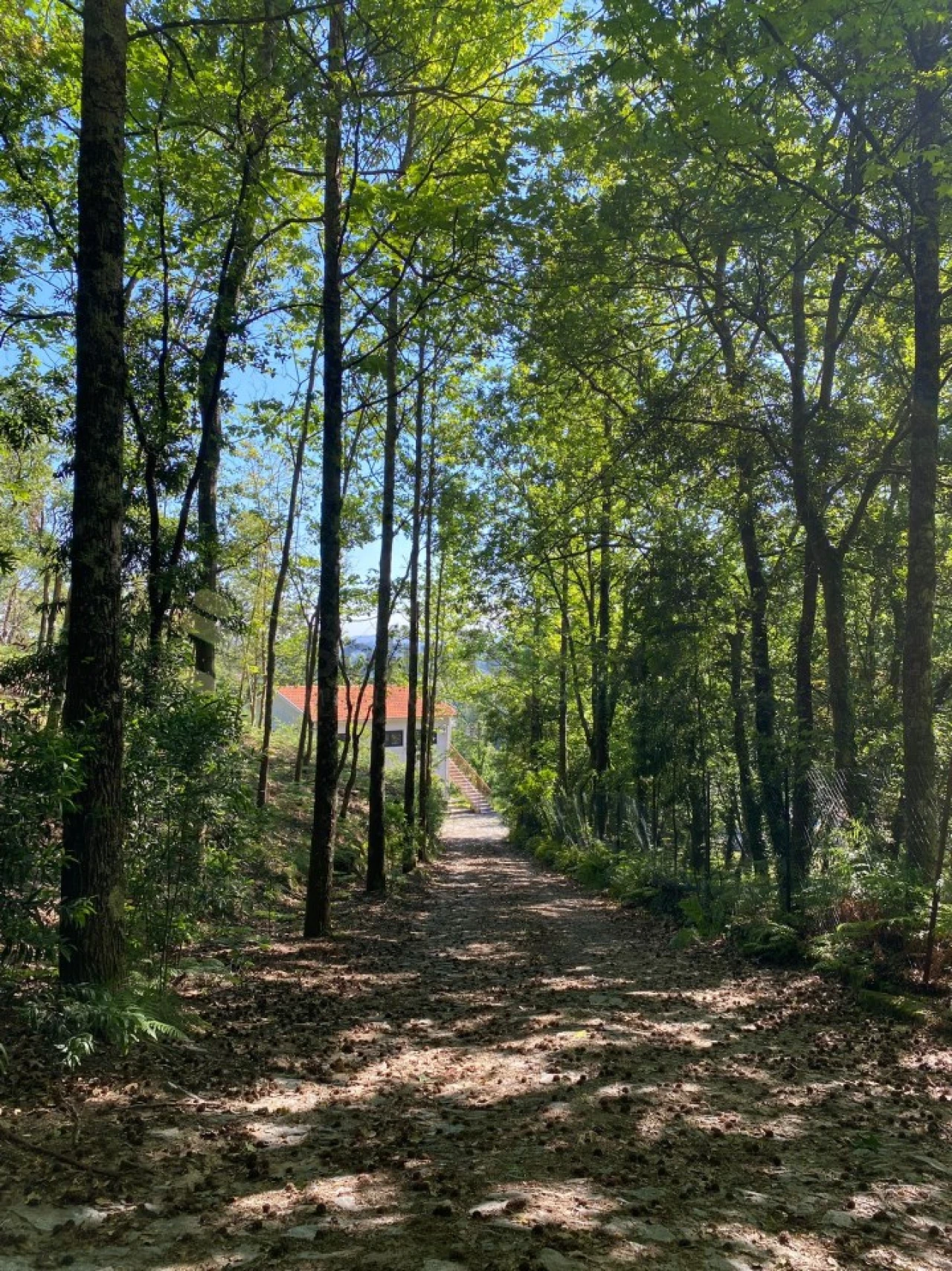 Quinta para Venda em Paço de Sousa Foto 35