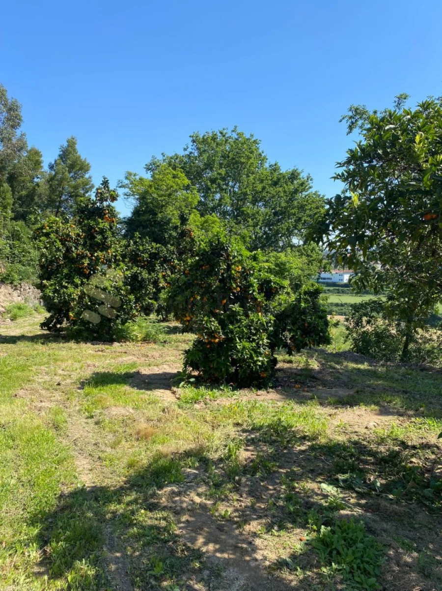 Quinta para Venda em Paço de Sousa Foto 33