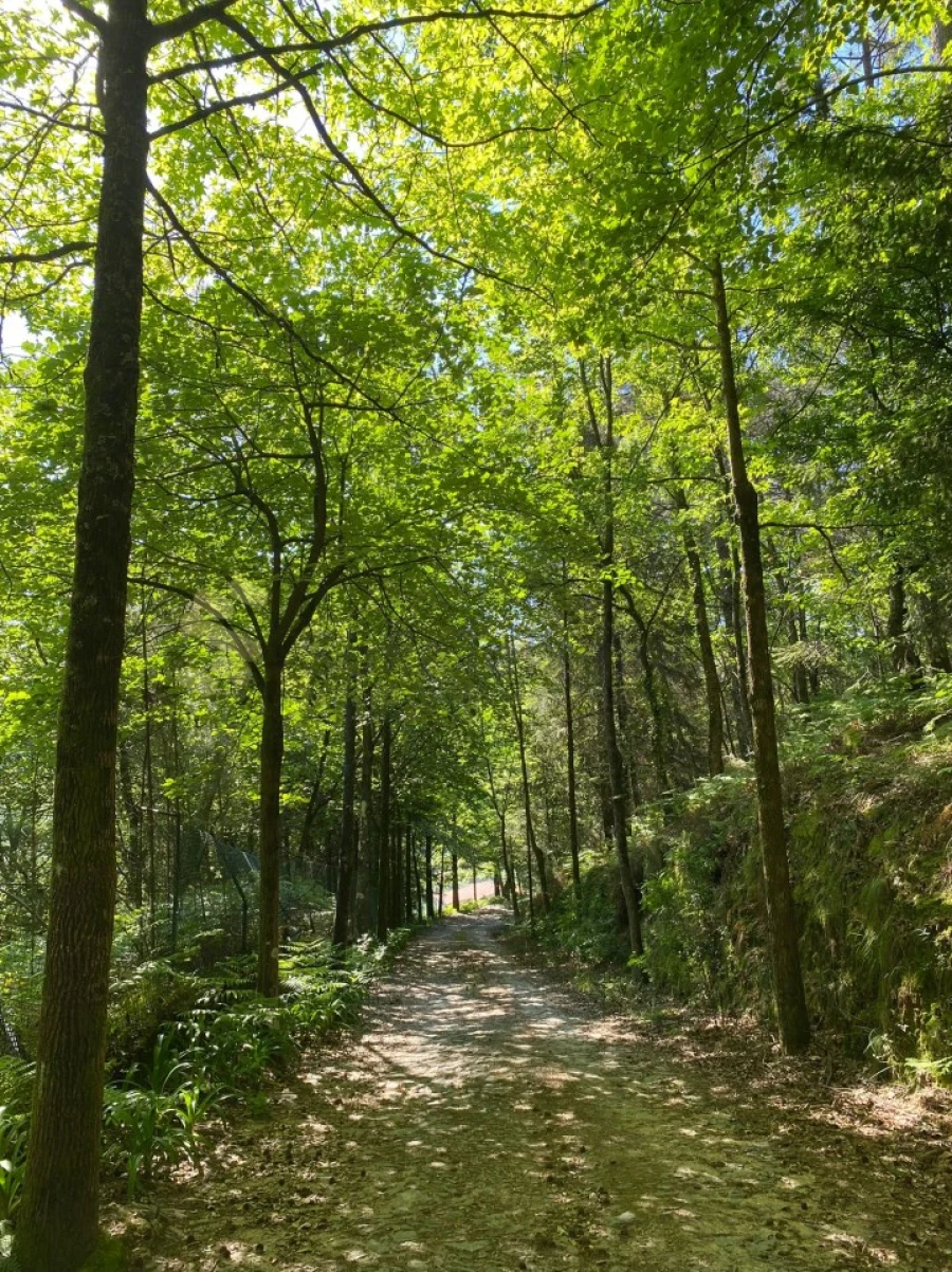 Quinta para Venda em Paço de Sousa Foto 34