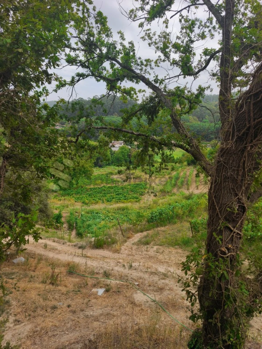 Quinta para Venda em Paço de Sousa Foto 37