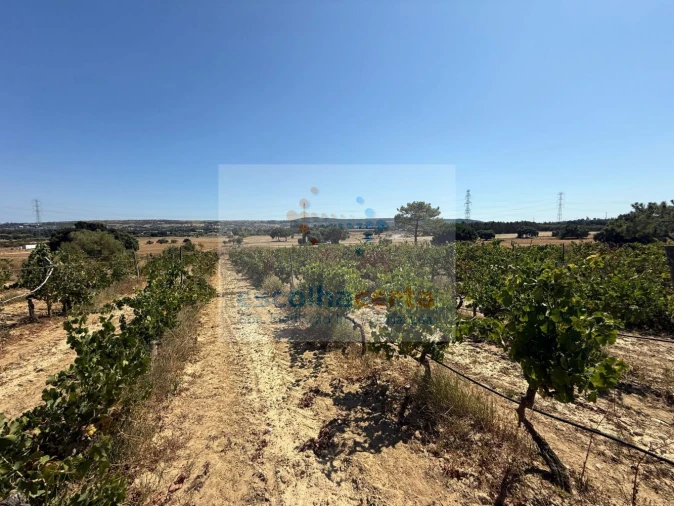 Quinta T2 para Venda em Quinta do Anjo Foto 40