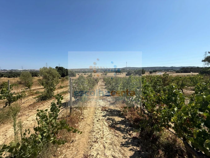 Quinta T2 para Venda em Quinta do Anjo Foto 42