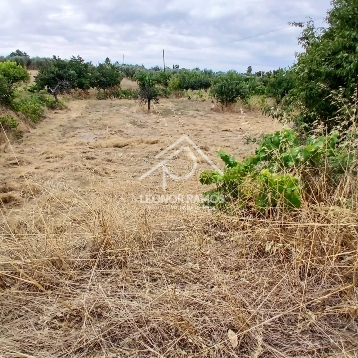 Terreno para Venda em Escalos de Baixo e Mata Foto 4