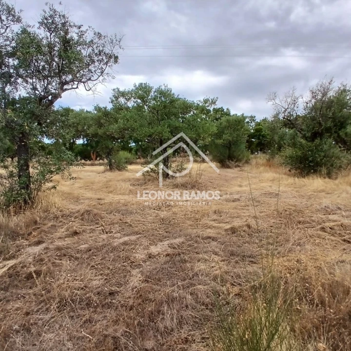 Terreno para Venda em Escalos de Baixo e Mata Foto 18