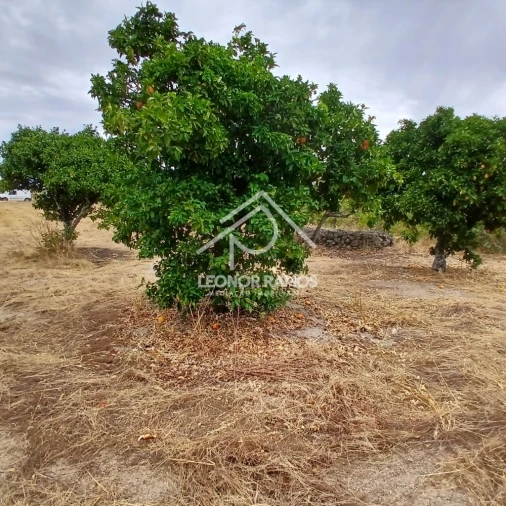Terreno para Venda em Escalos de Baixo e Mata Foto 8