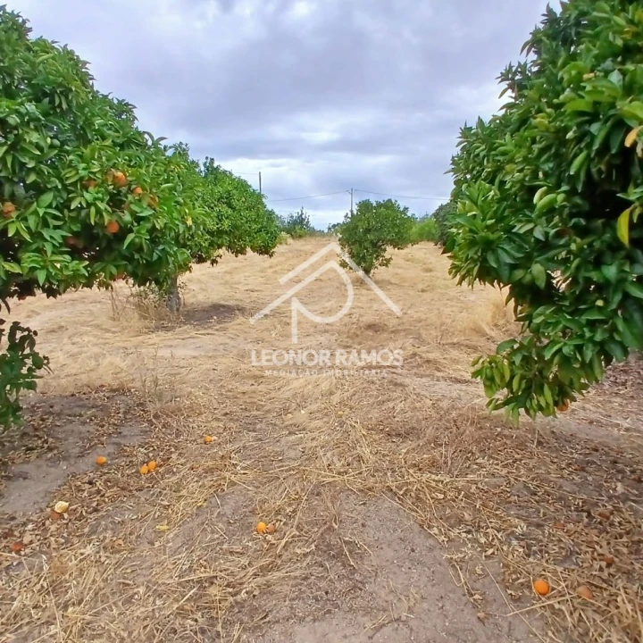Terreno para Venda em Escalos de Baixo e Mata Foto 6
