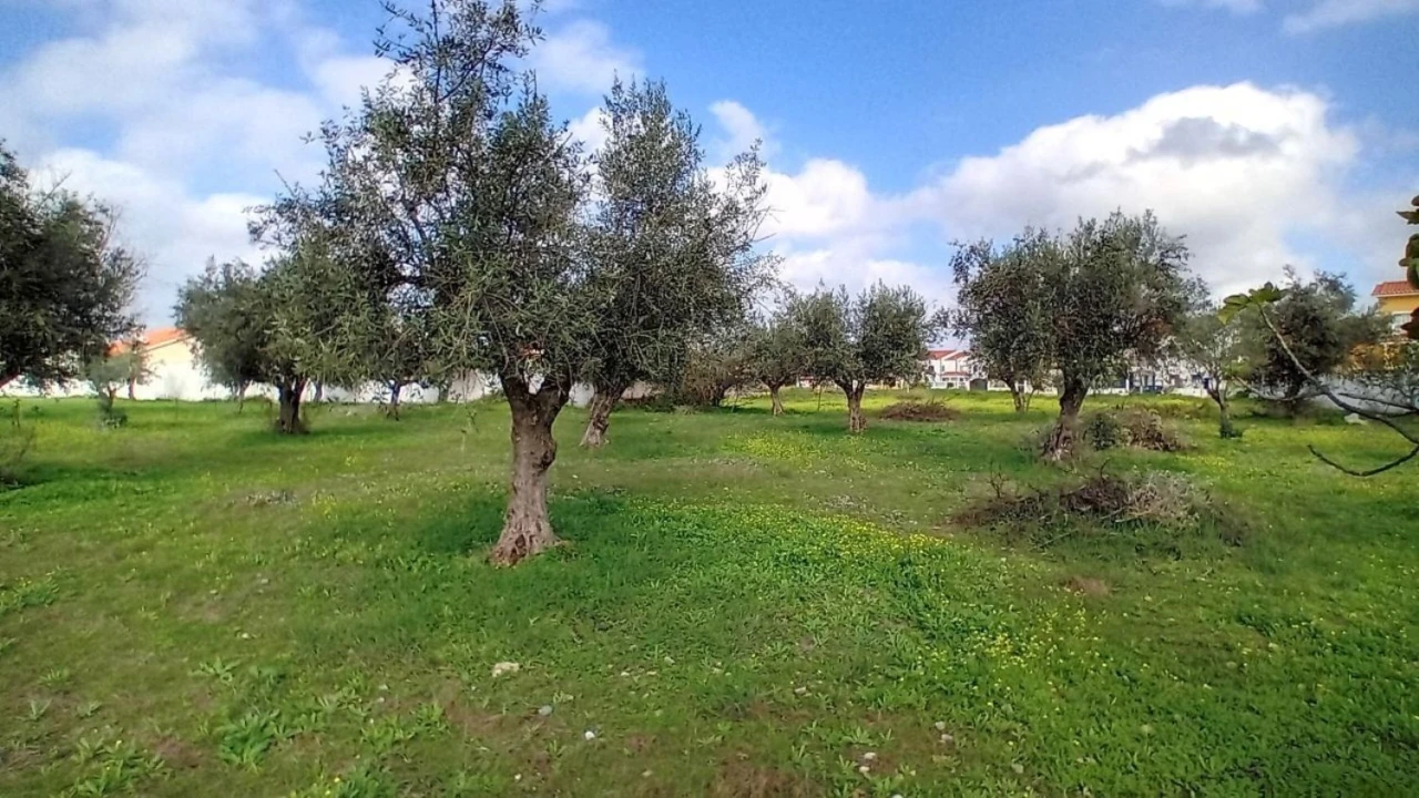 Terreno para Venda em Ponte de Sor, Tramaga e Vale de Açor Foto 9