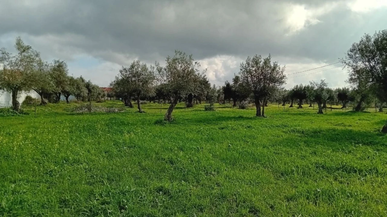 Terreno para Venda em Ponte de Sor, Tramaga e Vale de Açor Foto 11