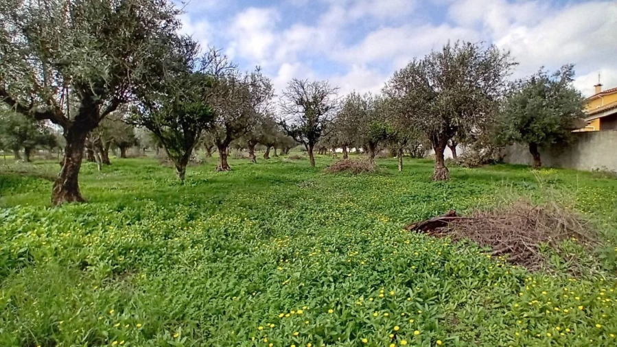 Terreno para Venda em Ponte de Sor, Tramaga e Vale de Açor Foto 7