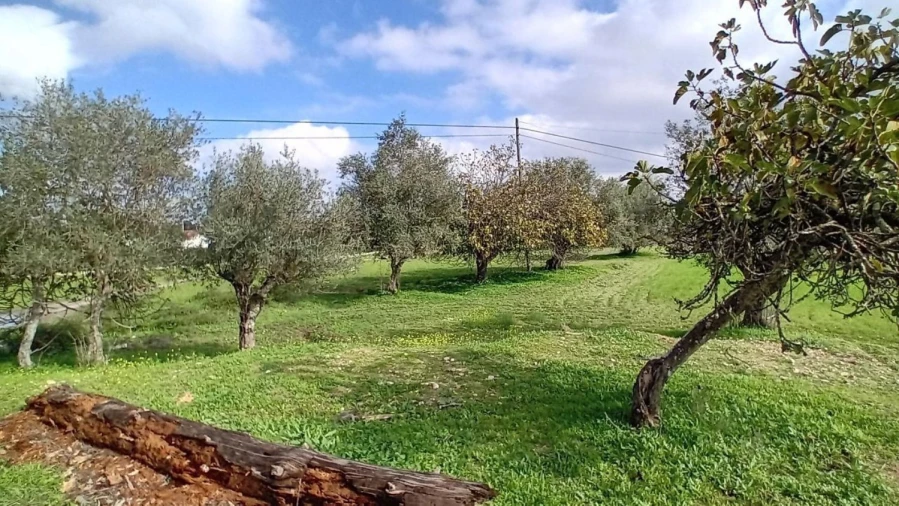 Terreno para Venda em Ponte de Sor, Tramaga e Vale de Açor Foto 19