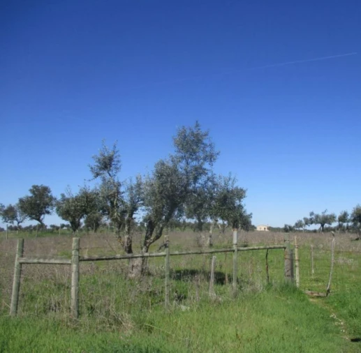 Terreno para Venda em Seda Foto 4