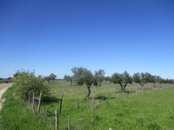 Terreno para Venda em Seda Foto 8