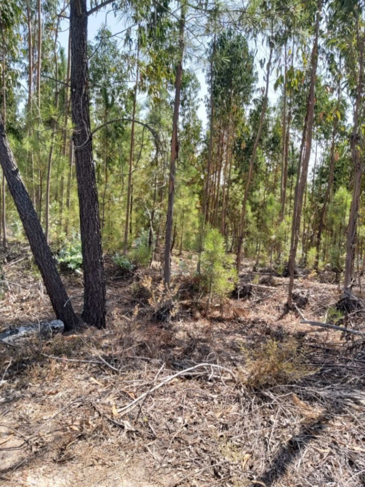 Quinta T5 para Venda em Ponte de Sor, Tramaga e Vale de Açor Foto 15