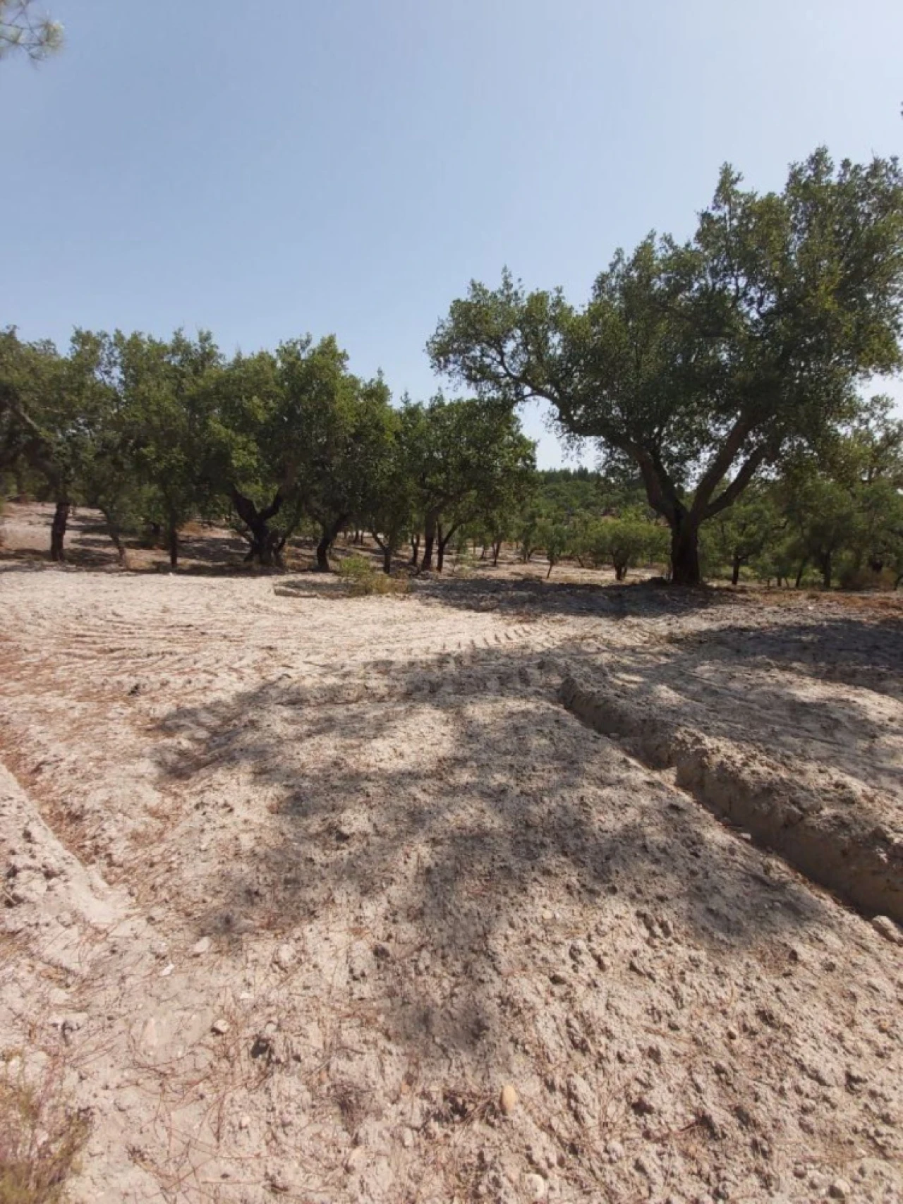 Quinta T5 para Venda em Ponte de Sor, Tramaga e Vale de Açor Foto 3