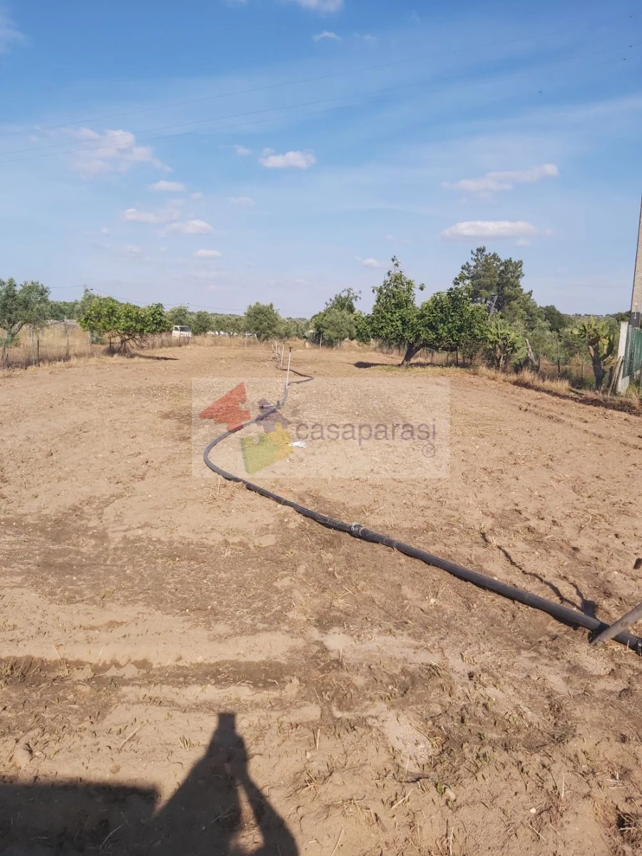 Terreno para Venda em Ponte de Sor, Tramaga e Vale de Açor Foto 3