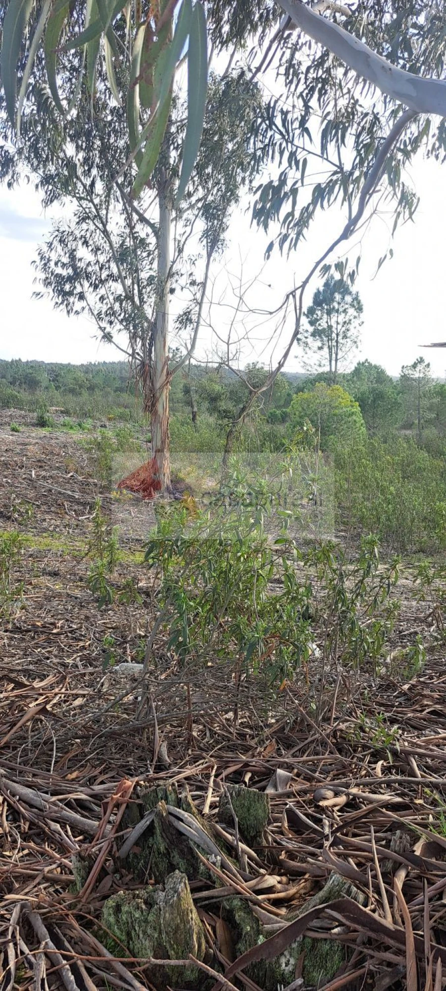 Moradia T2 para Venda em Galveias Foto 12