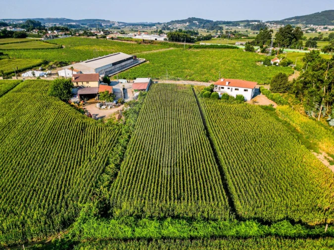 Terreno para Venda em Lemenhe, Mouquim e Jesufrei Foto 2