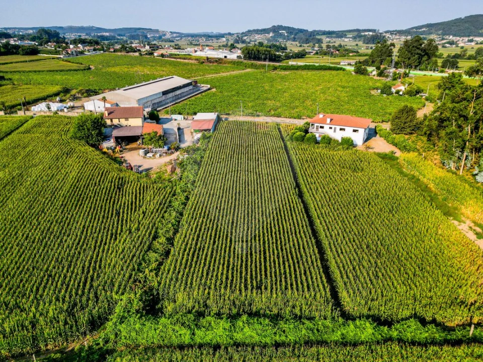 Terreno para Venda em Lemenhe, Mouquim e Jesufrei Foto 2