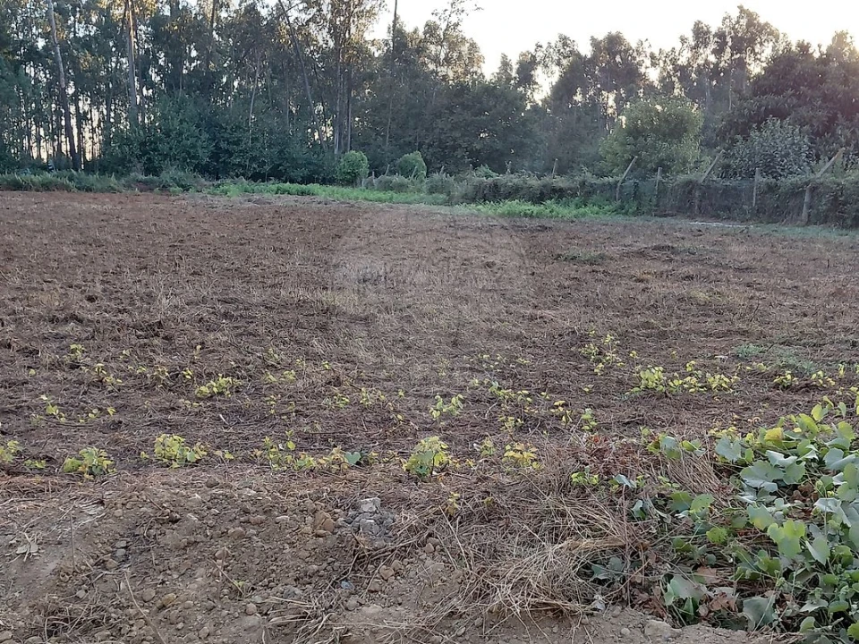 Terreno para Venda em Avanca Foto 4