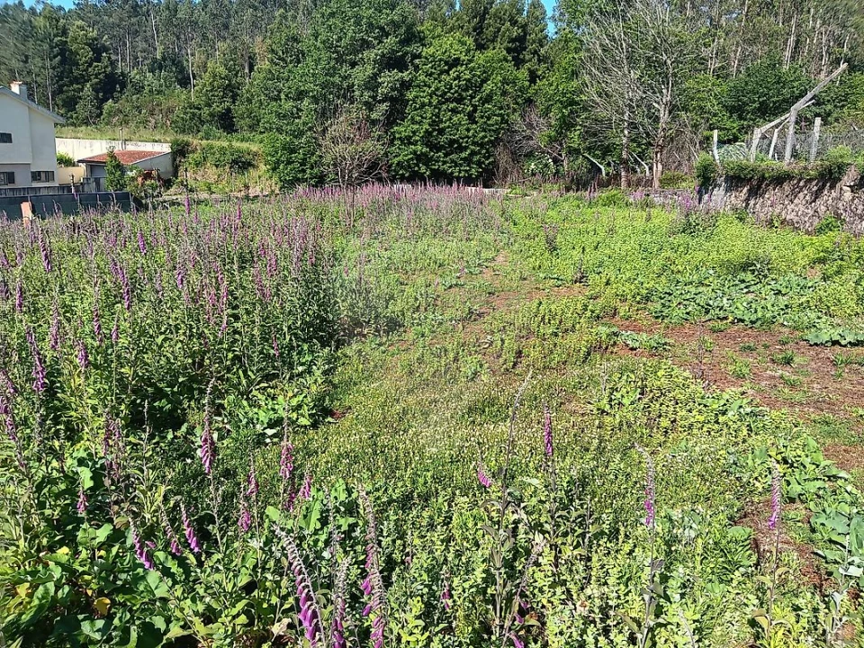 Terreno para Venda em Vila de Cucujães Foto 1