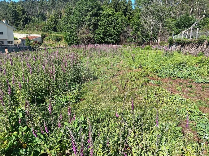 Terreno para Venda em Vila de Cucujães