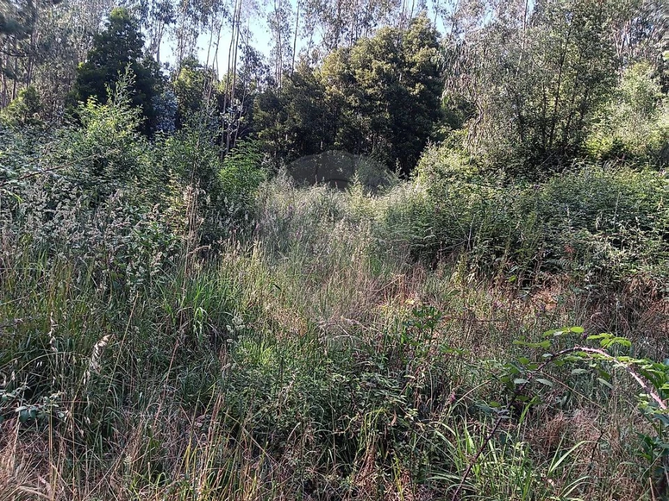Terreno para Venda em Vila de Cucujães Foto 3