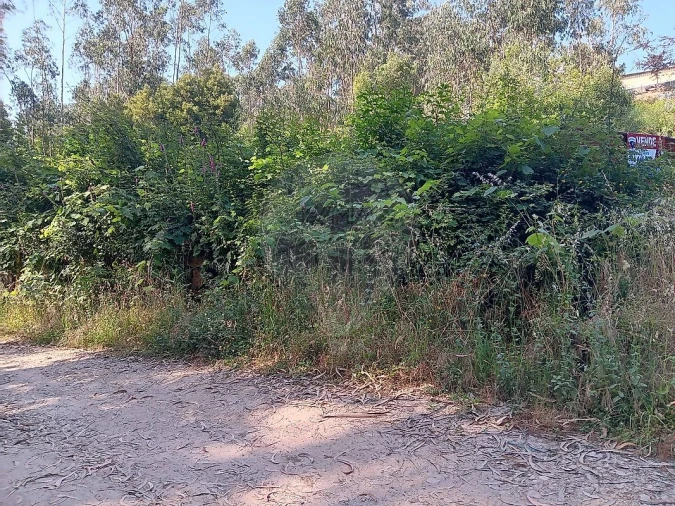 Terreno para Venda em Vila de Cucujães Foto 6