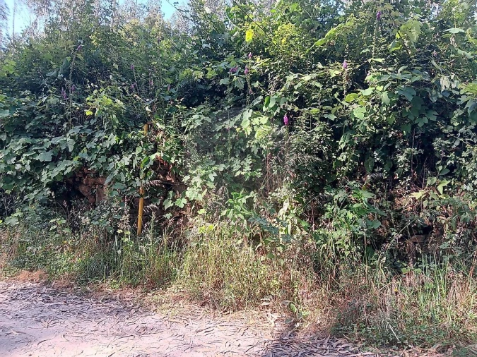 Terreno para Venda em Vila de Cucujães Foto 7