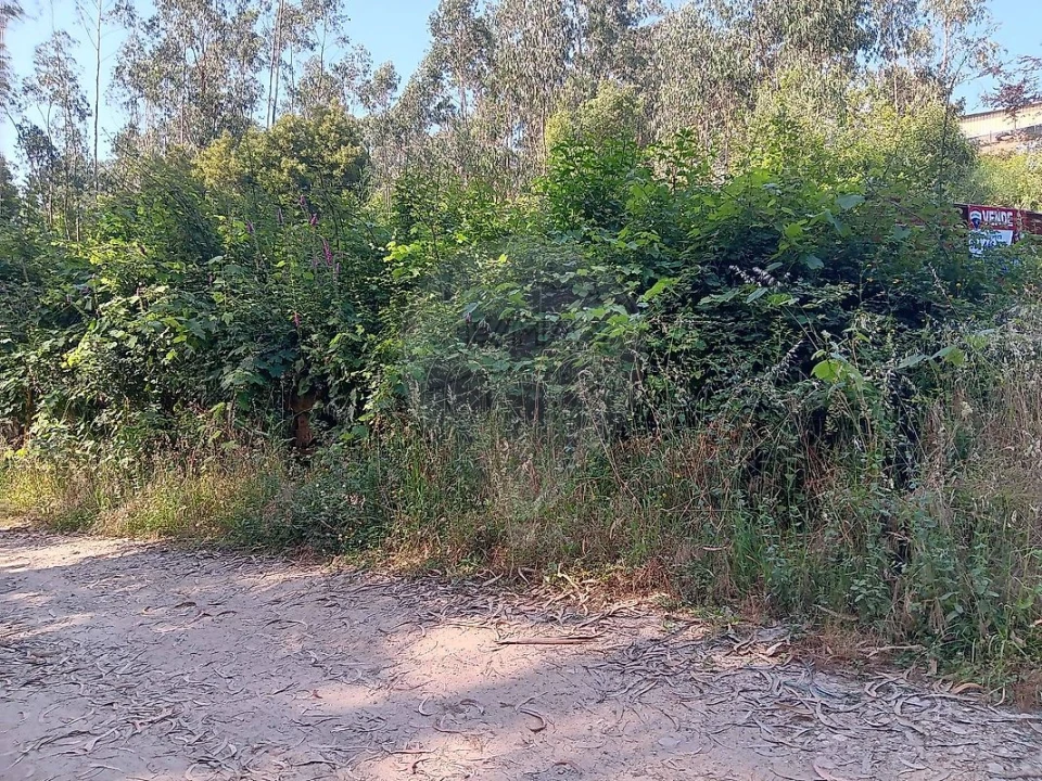 Terreno para Venda em Vila de Cucujães Foto 6