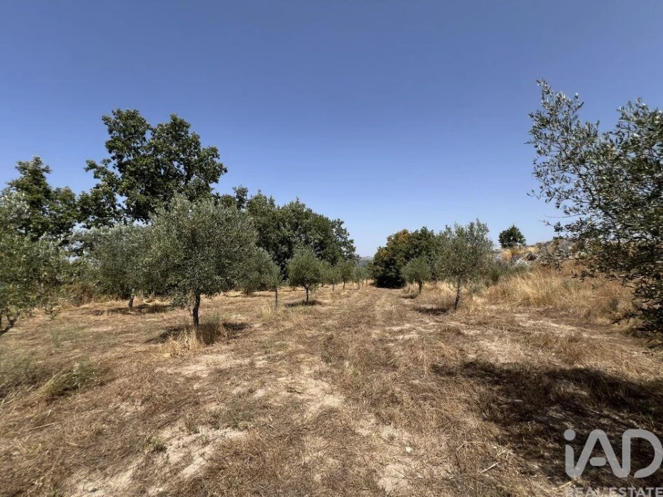 Terreno para Venda em Sernancelhe e Sarzeda Foto 15