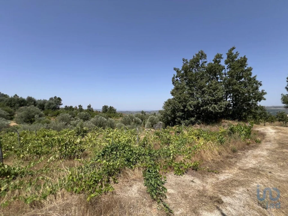 Terreno para Venda em Sernancelhe e Sarzeda Foto 13