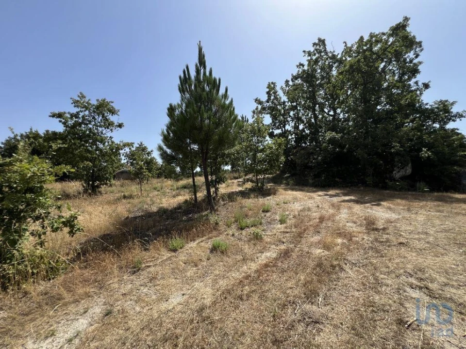 Terreno para Venda em Sernancelhe e Sarzeda Foto 9