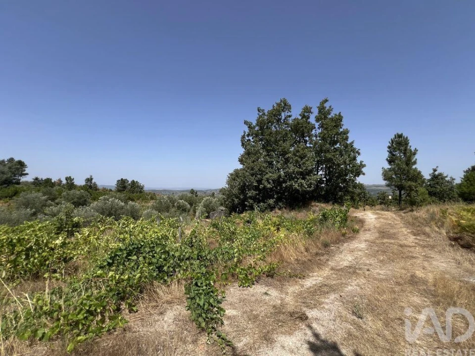 Terreno para Venda em Sernancelhe e Sarzeda Foto 18