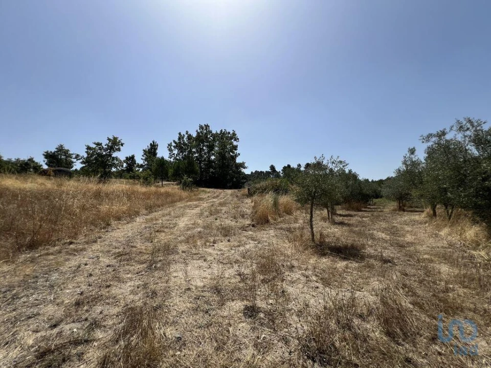 Terreno para Venda em Sernancelhe e Sarzeda Foto 14