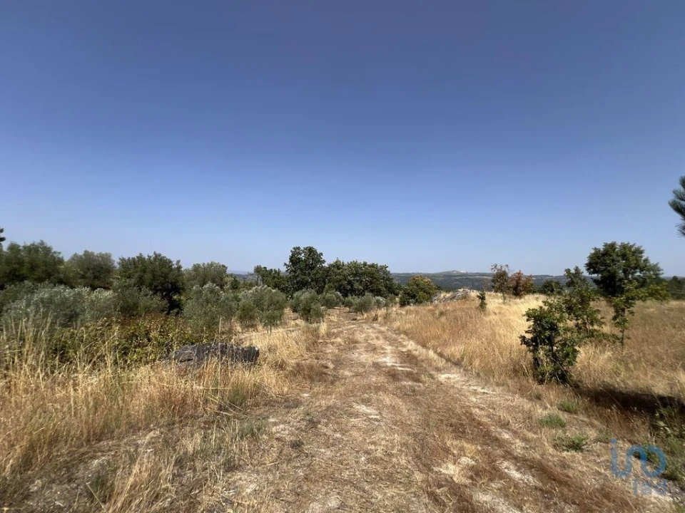Terreno para Venda em Sernancelhe e Sarzeda Foto 7