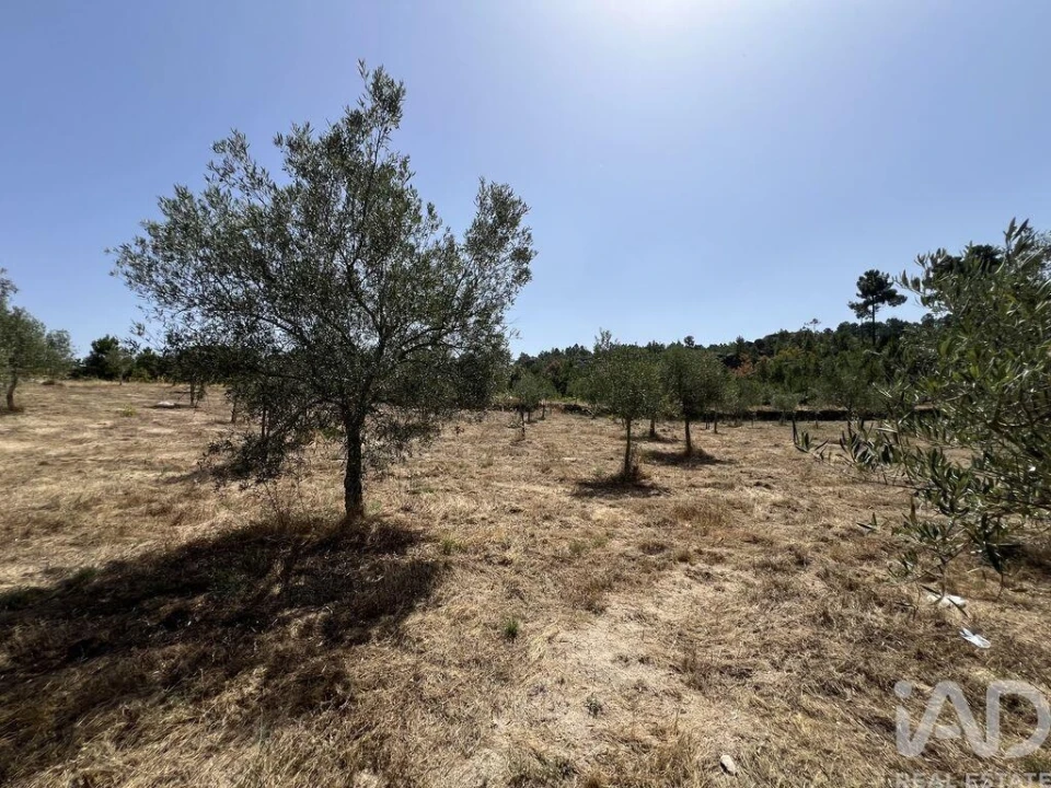 Terreno para Venda em Sernancelhe e Sarzeda Foto 19