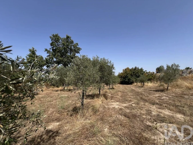 Terreno para Venda em Sernancelhe e Sarzeda Foto 17