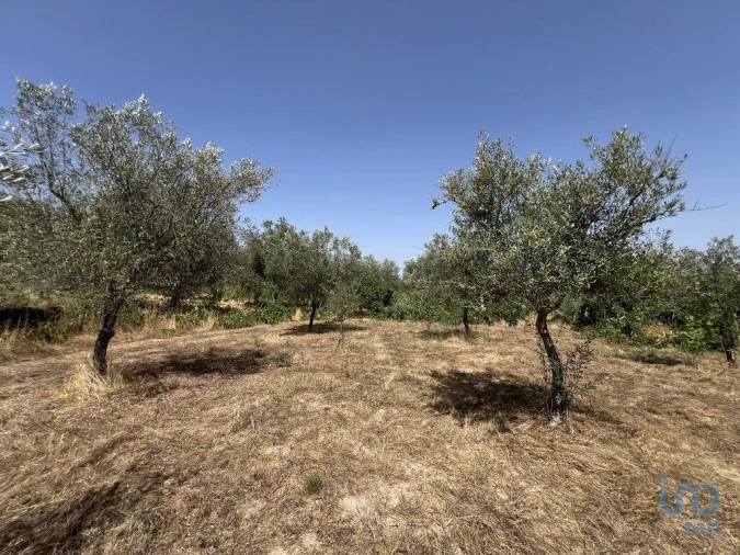 Terreno para Venda em Sernancelhe e Sarzeda Foto 3