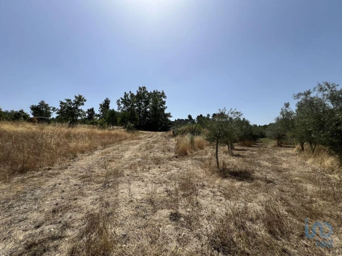 Terreno para Venda em Sernancelhe e Sarzeda Foto 14
