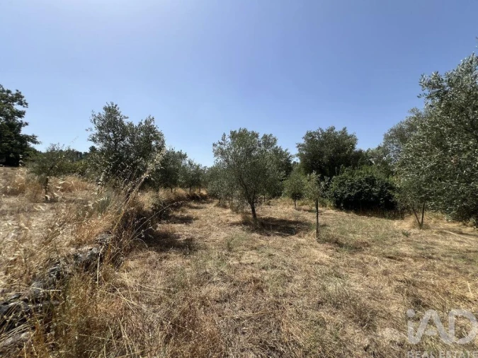 Terreno para Venda em Sernancelhe e Sarzeda Foto 16