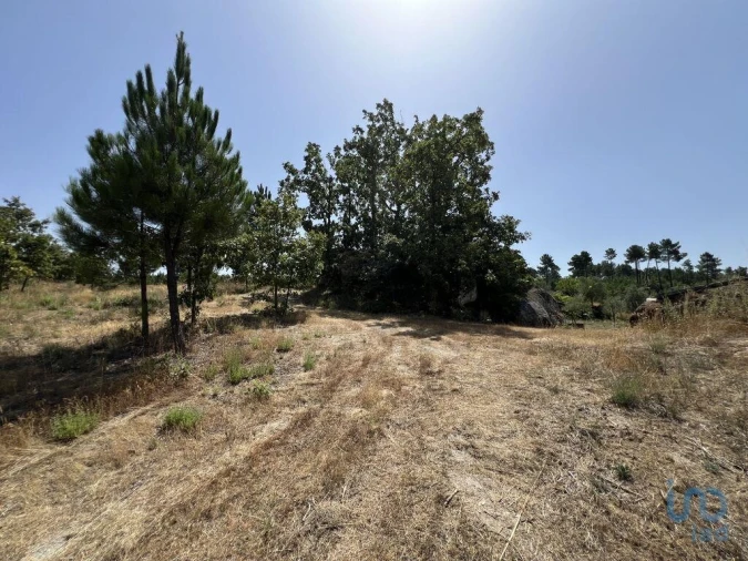 Terreno para Venda em Sernancelhe e Sarzeda Foto 8