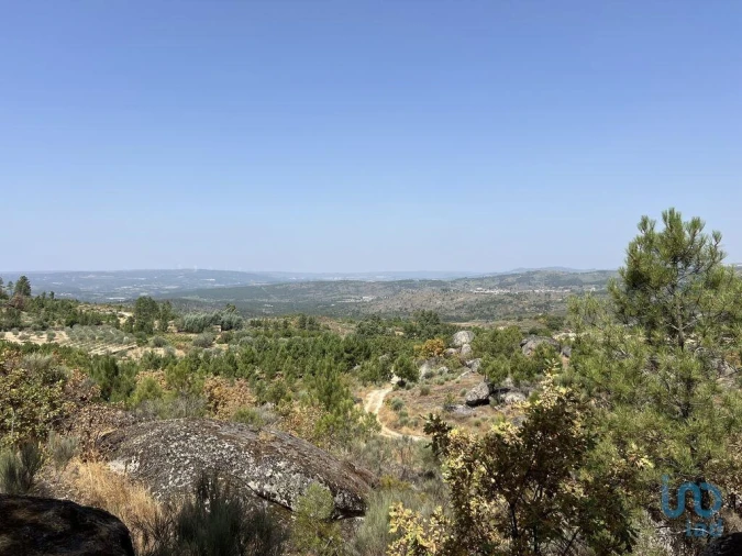 Terreno para Venda em Sernancelhe e Sarzeda Foto 12