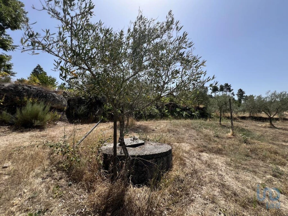Terreno para Venda em Sernancelhe e Sarzeda Foto 1
