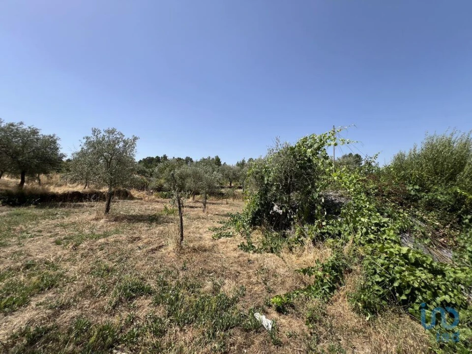 Terreno para Venda em Sernancelhe e Sarzeda Foto 5