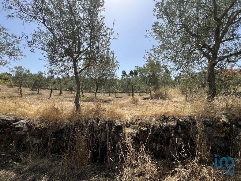 Terreno para Venda em Sernancelhe e Sarzeda Foto 4