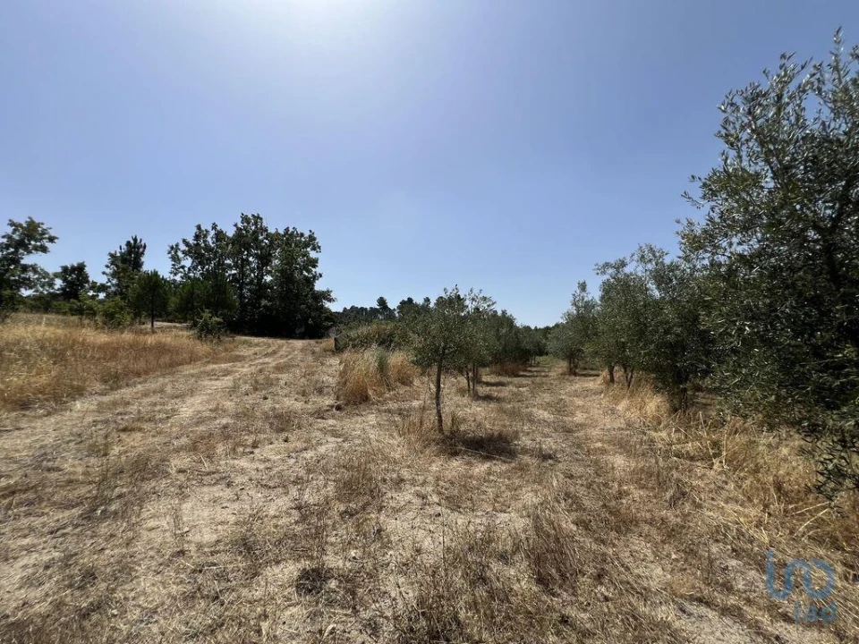 Terreno para Venda em Sernancelhe e Sarzeda Foto 10