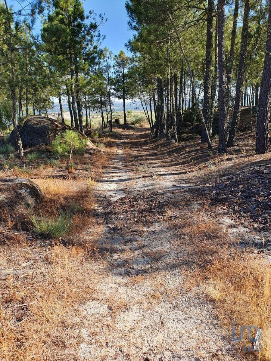 Terreno para Venda em Sernancelhe e Sarzeda Foto 6