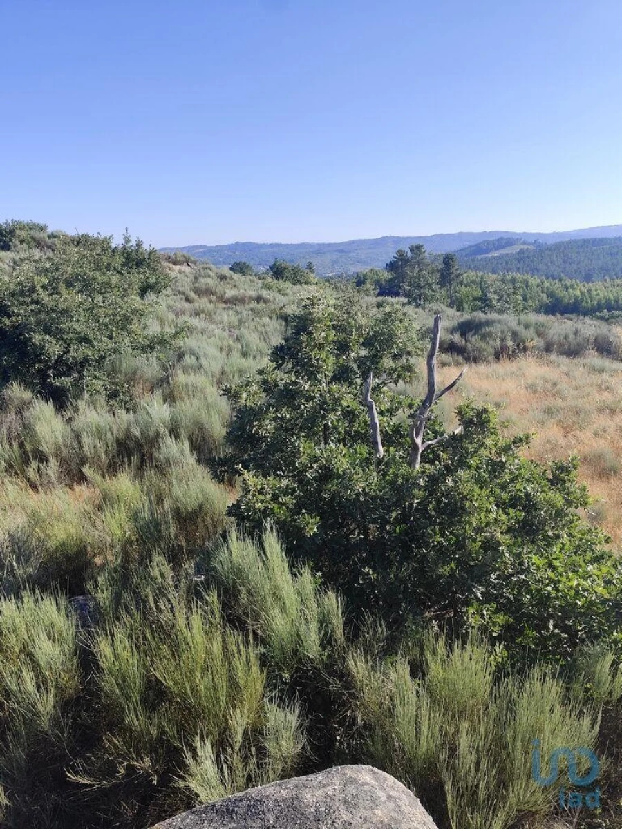 Terreno para Venda em Sernancelhe e Sarzeda Foto 7
