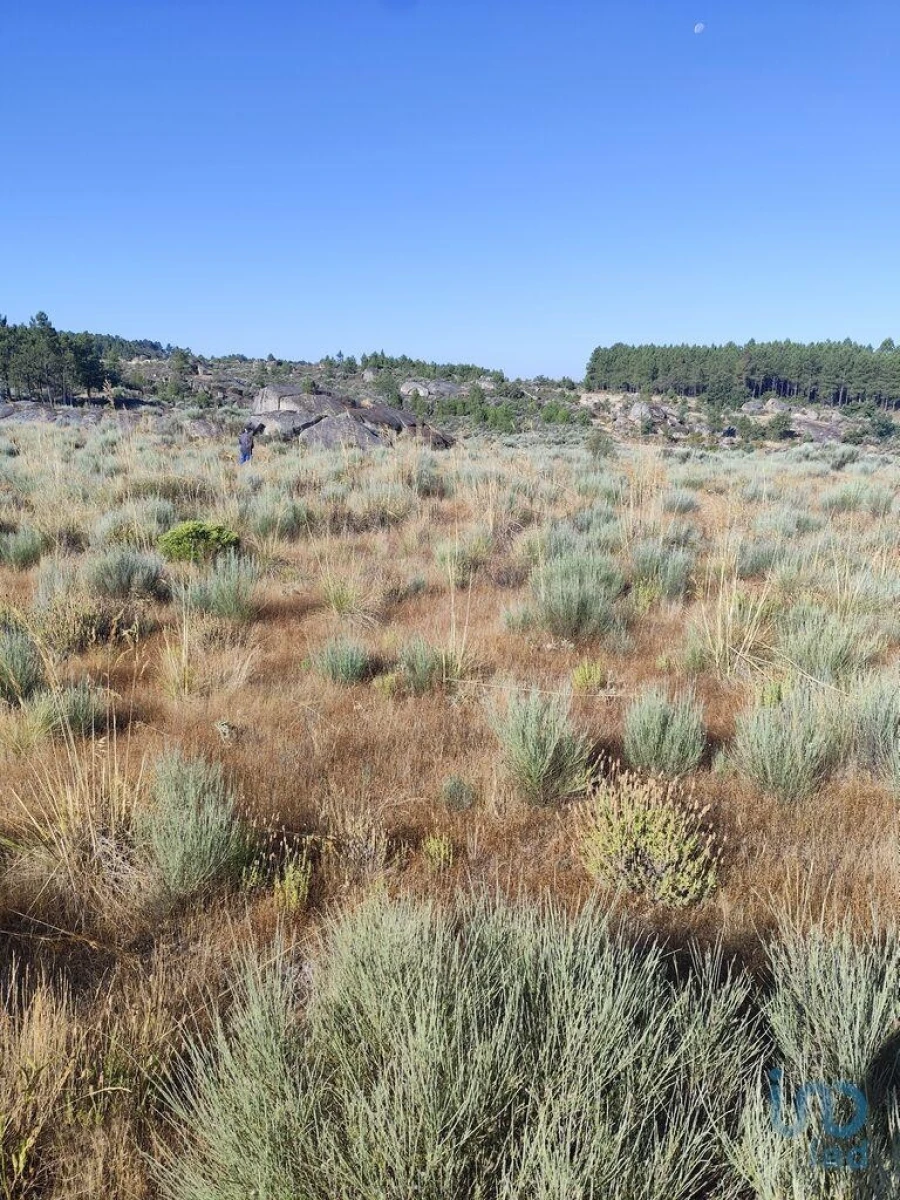 Terreno para Venda em Sernancelhe e Sarzeda Foto 10